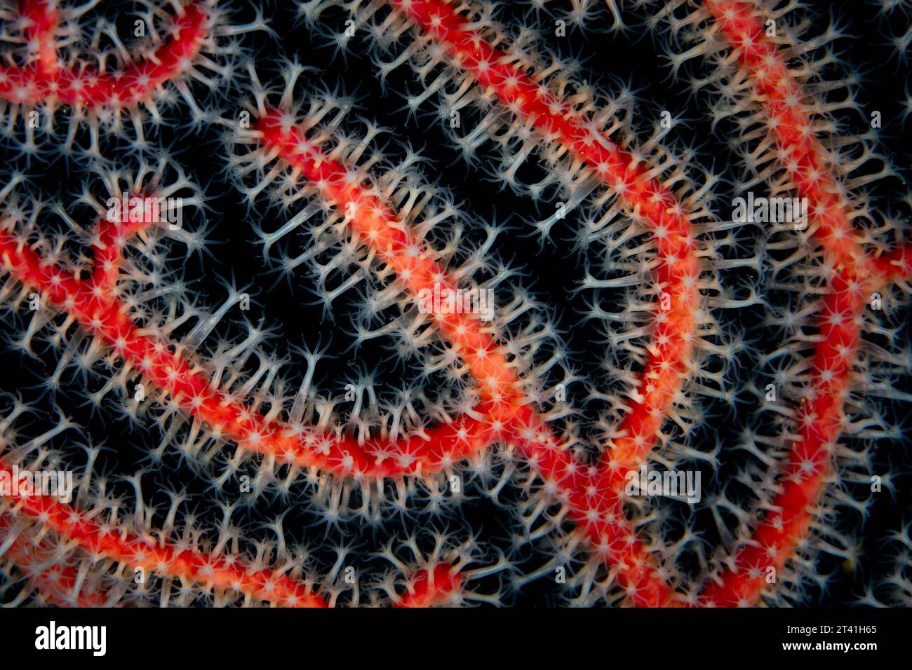 Dettaglio dei polipi che crescono in una gorgonia a Raja Ampat, Indonesia. Le barriere coralline di questa regione sostengono la più grande biodiversità marina della Terra. Foto Stock