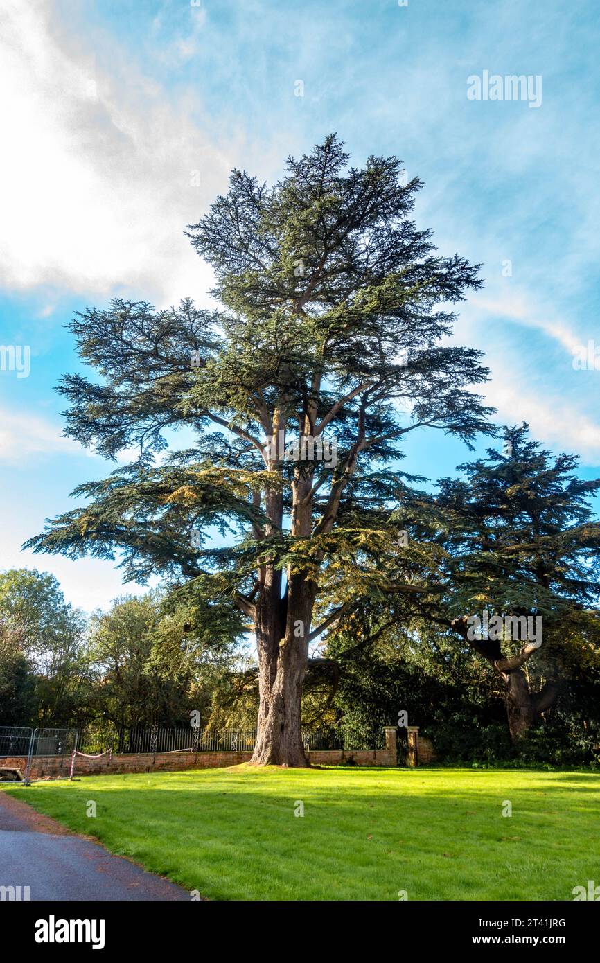Un alto albero che si erge sul bordo di un'area adagiata su un prato, visto contro un cielo blu Foto Stock