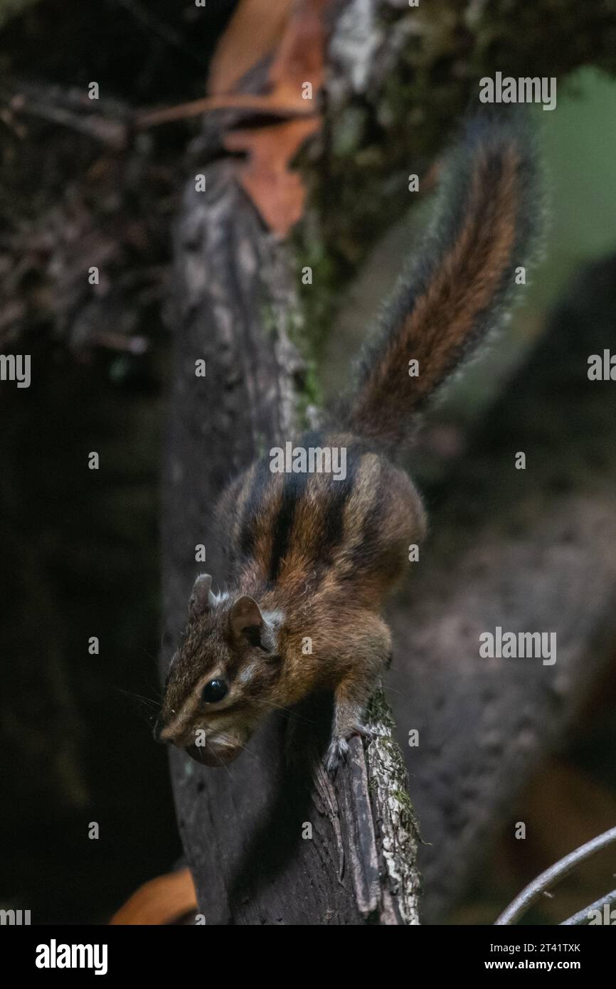 Un Sonoma chipmunk (Neotamias sonomae) che trasportava una ghianda per fare il cache per poi a Point Reyes National Seashore, in California. Foto Stock