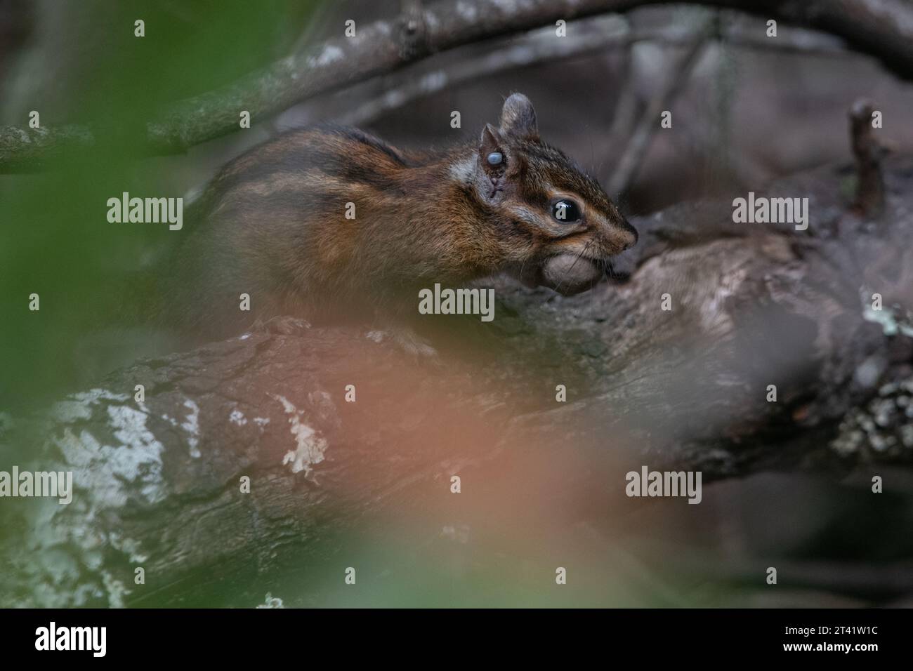 Un Sonoma chipmunk (Neotamias sonomae) che trasportava una ghianda per fare il cache per poi a Point Reyes National Seashore, in California. Foto Stock