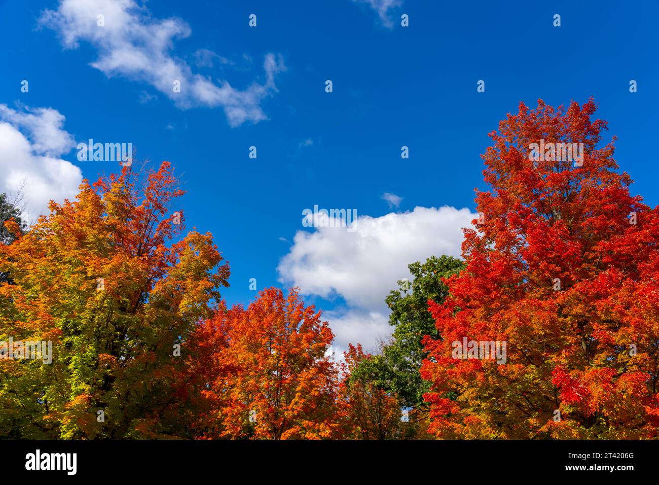 Alberi di acero autunnali colorati con cielo blu e nuvole bianche sullo sfondo. Spazio di testo Foto Stock