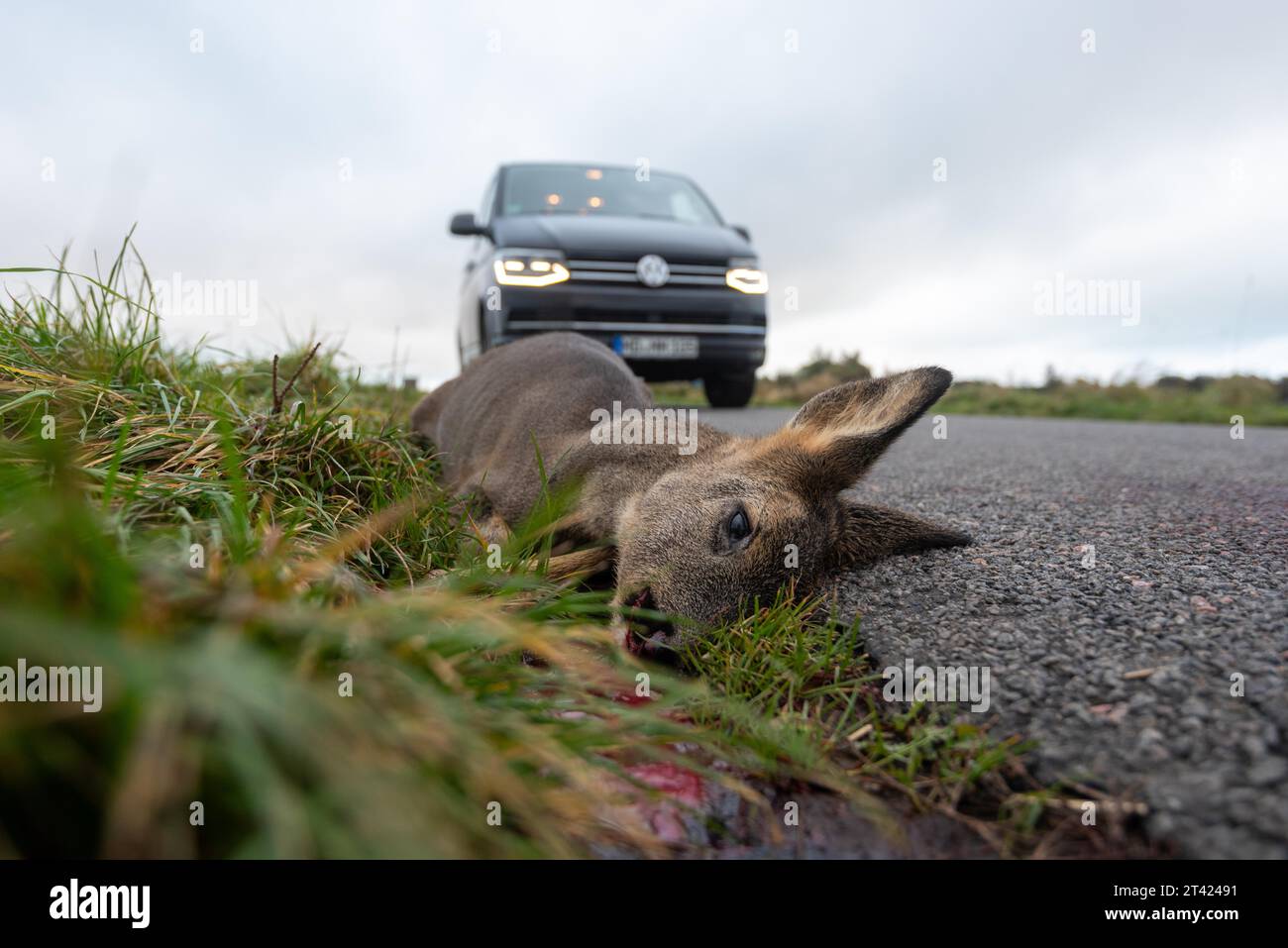 Carcassa di un cervo che giace su una strada di campagna, incidente di gioco, Mar Baltico isola di Mon, Danimarca Foto Stock