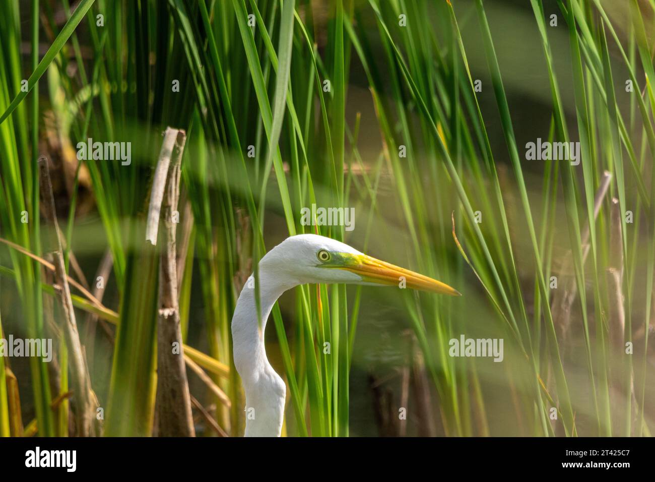 Un piccolo uccello con un becco giallo brillante arroccato sulla cima di una macchia di alta erba verde in un ambiente naturale all'aperto Foto Stock