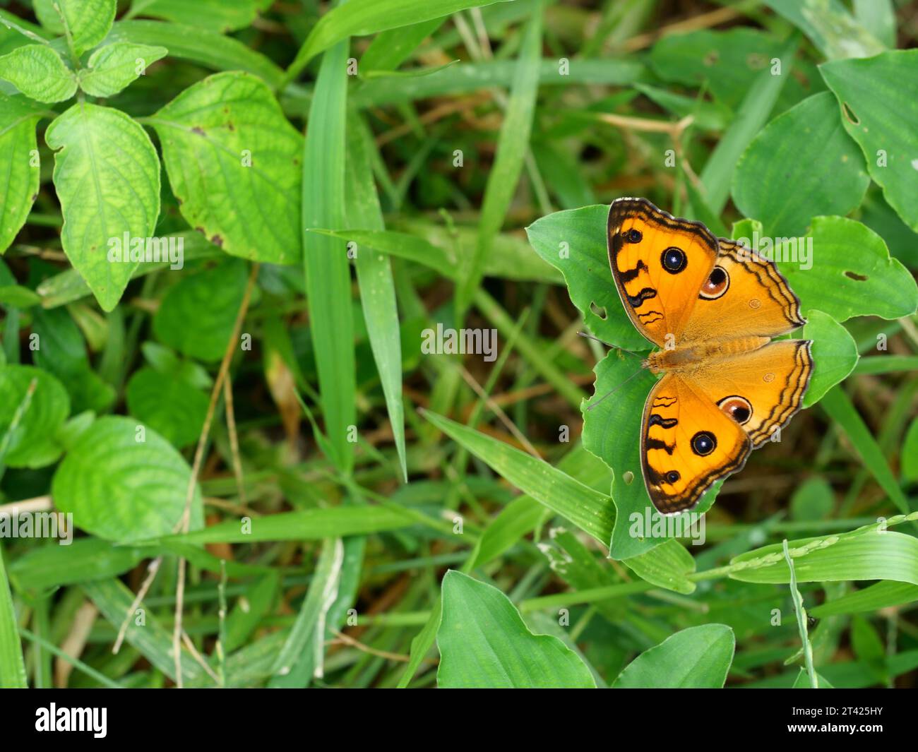 Peacock Pansy ( Junonia almana ) farfalla che distribuisce ali su foglia con sfondo verde naturale, modello simile agli occhi sull'ala Foto Stock