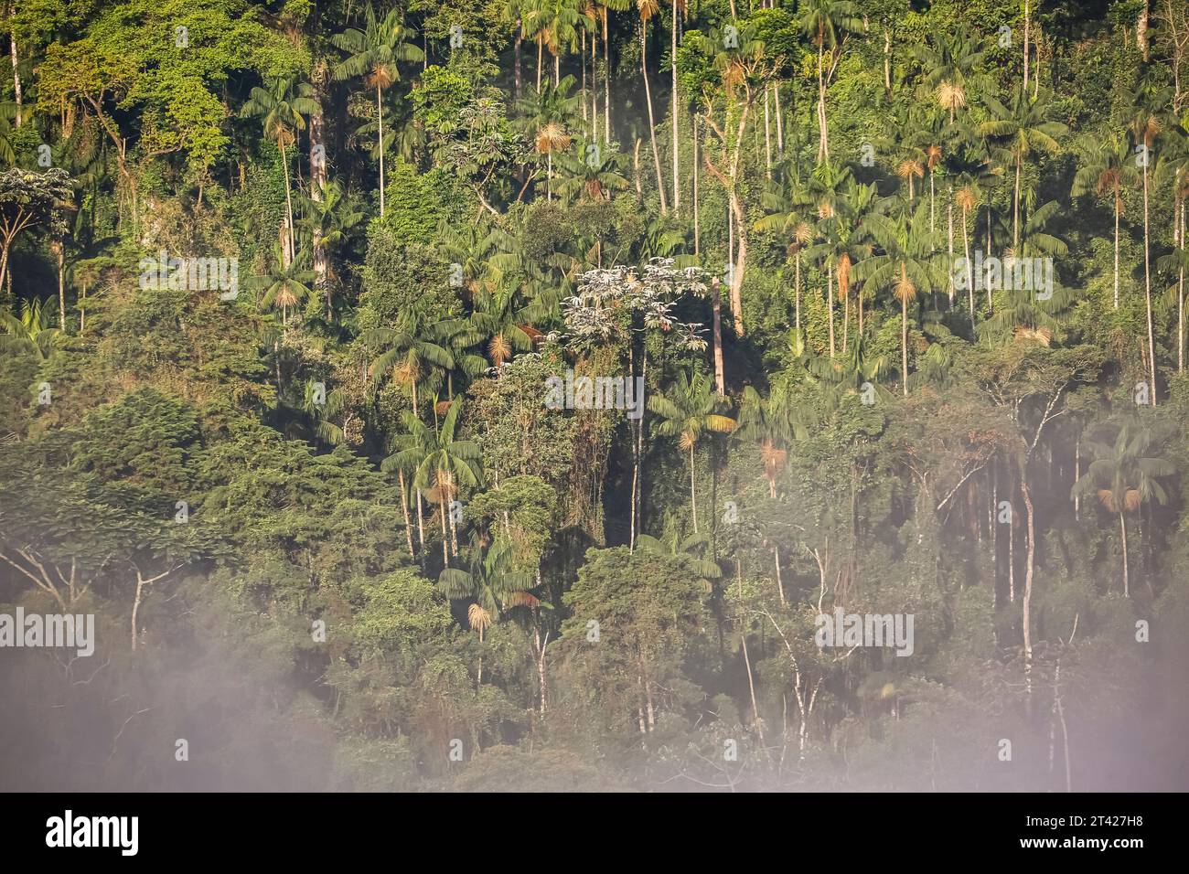 Foresta atlantica nella luce e nebbia mattutina, Itatiaia, Brasile Foto Stock
