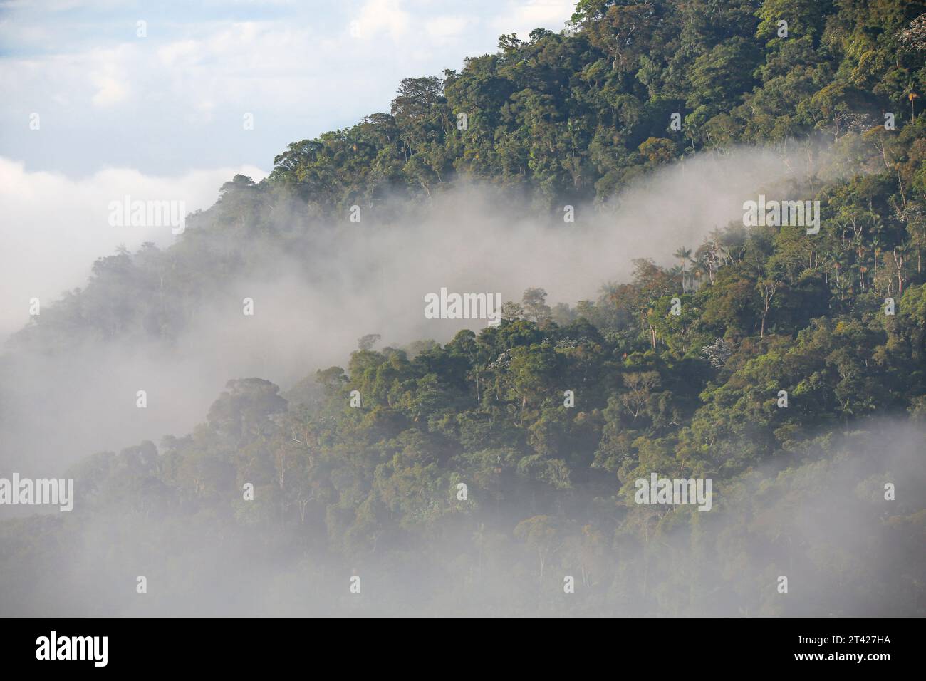 Nebbia mattutina nelle montagne boscose di Serra da Mantiqueira, Itatiaia, Brasile Foto Stock
