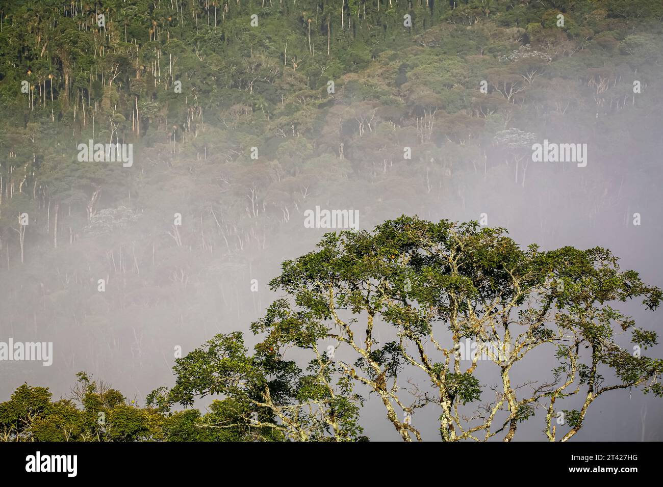 Nebbia mattutina nelle montagne boscose di Serra da Mantiqueira, corona degli alberi in primo piano, Itatiaia, Brasile Foto Stock