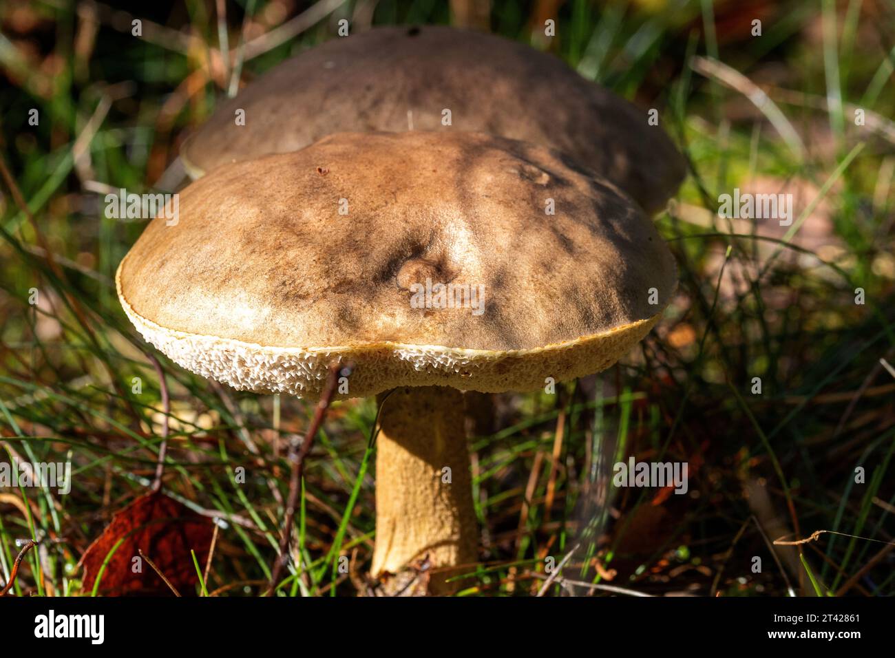 Primo piano di un fungo che cresce sull'erba verde Foto Stock