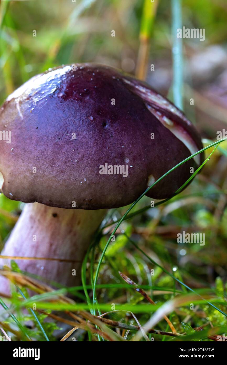 Primo piano di un fungo che cresce sull'erba verde Foto Stock
