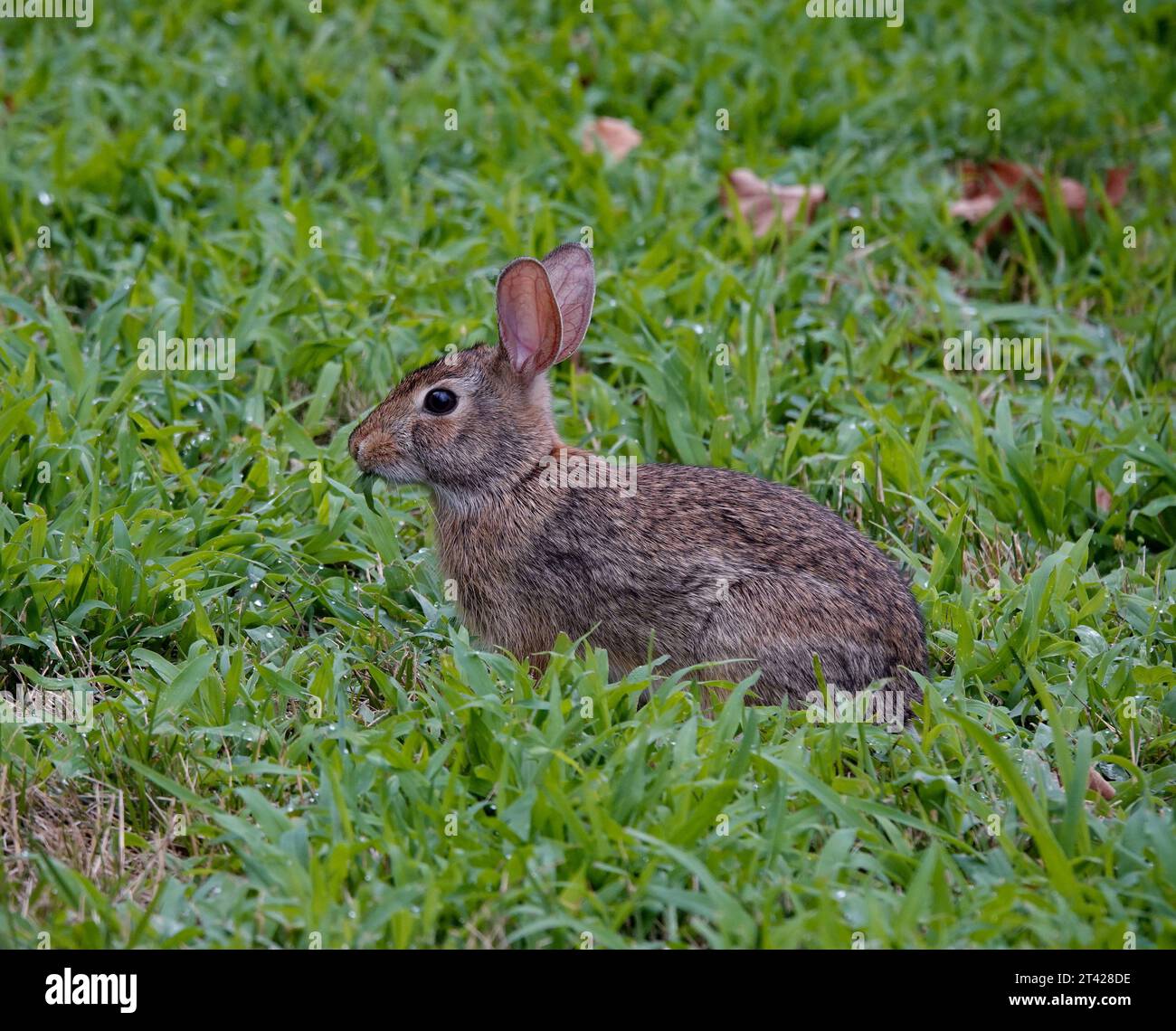 un coniglio marrone seduto su un prato, sgranocchiato su una lama d'erba. Foto Stock
