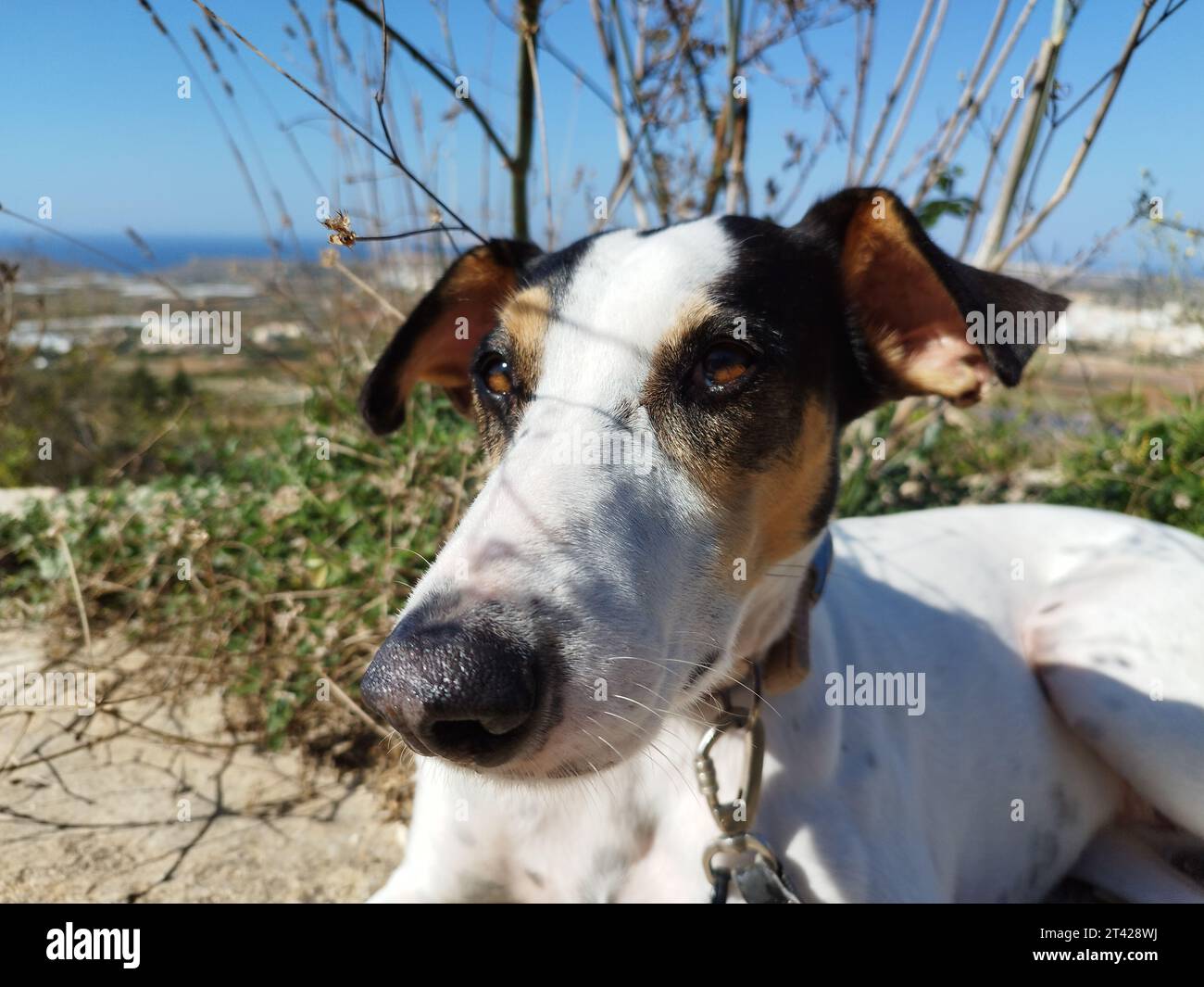 Primo piano di un cane domestico seduto all'aperto in una giornata di sole Foto Stock