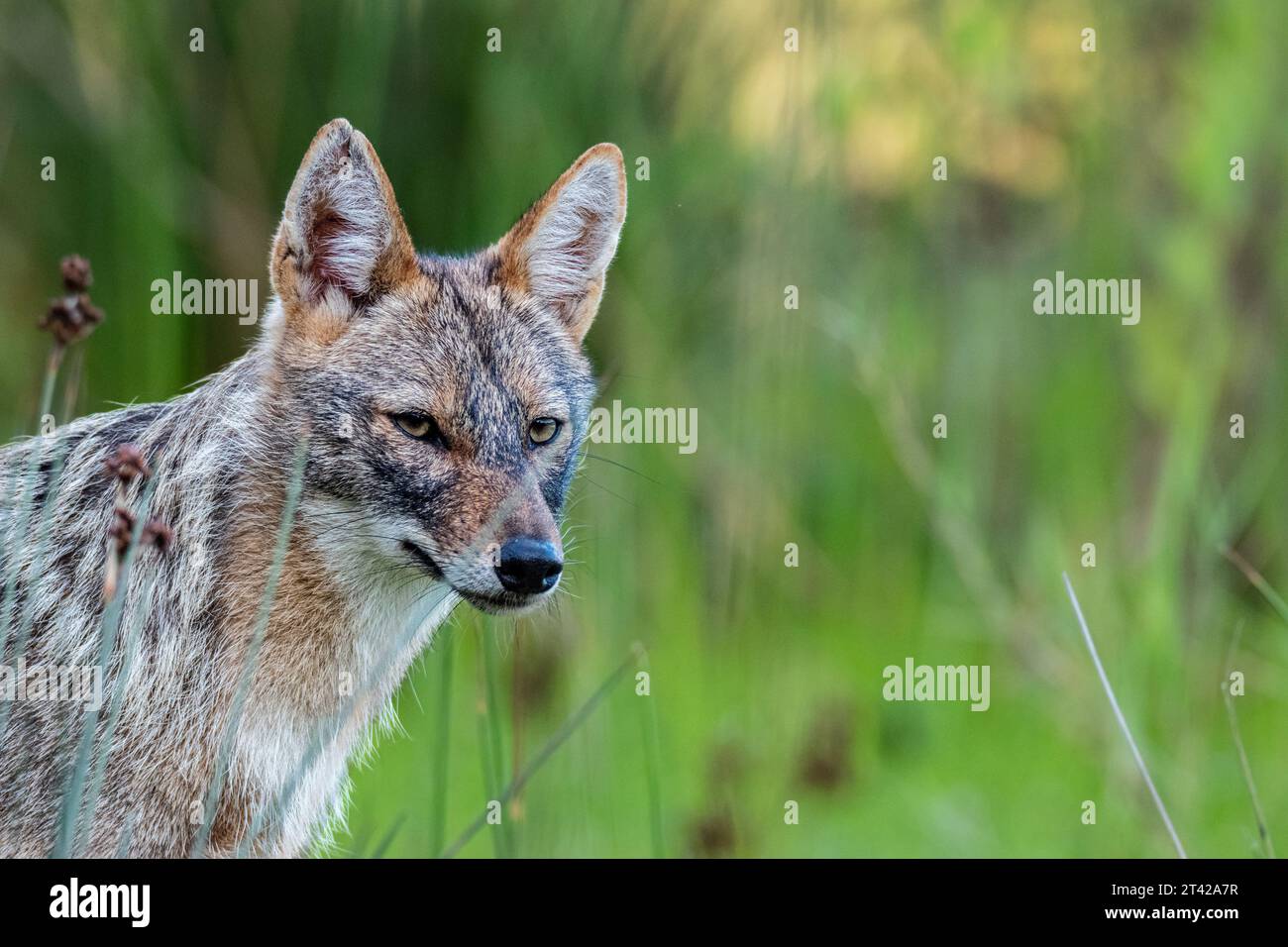 Un coyote solitario si erge in cima a una collina erbosa nel mezzo di un vasto campo Foto Stock