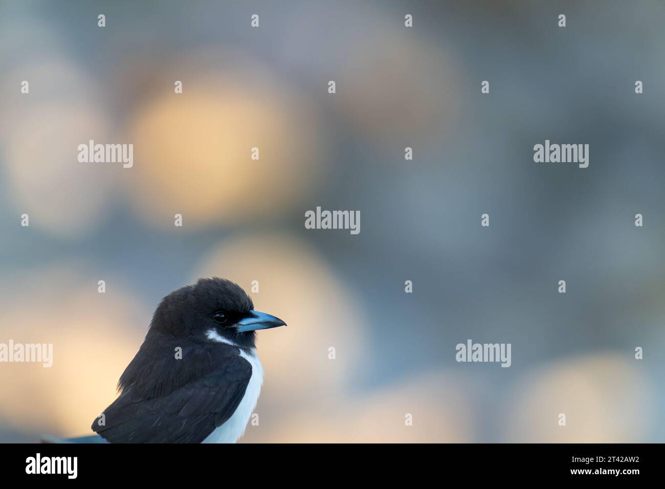 Rondine di legno nella parte inferiore dell'immagine con sfondo bokeh. Foto Stock