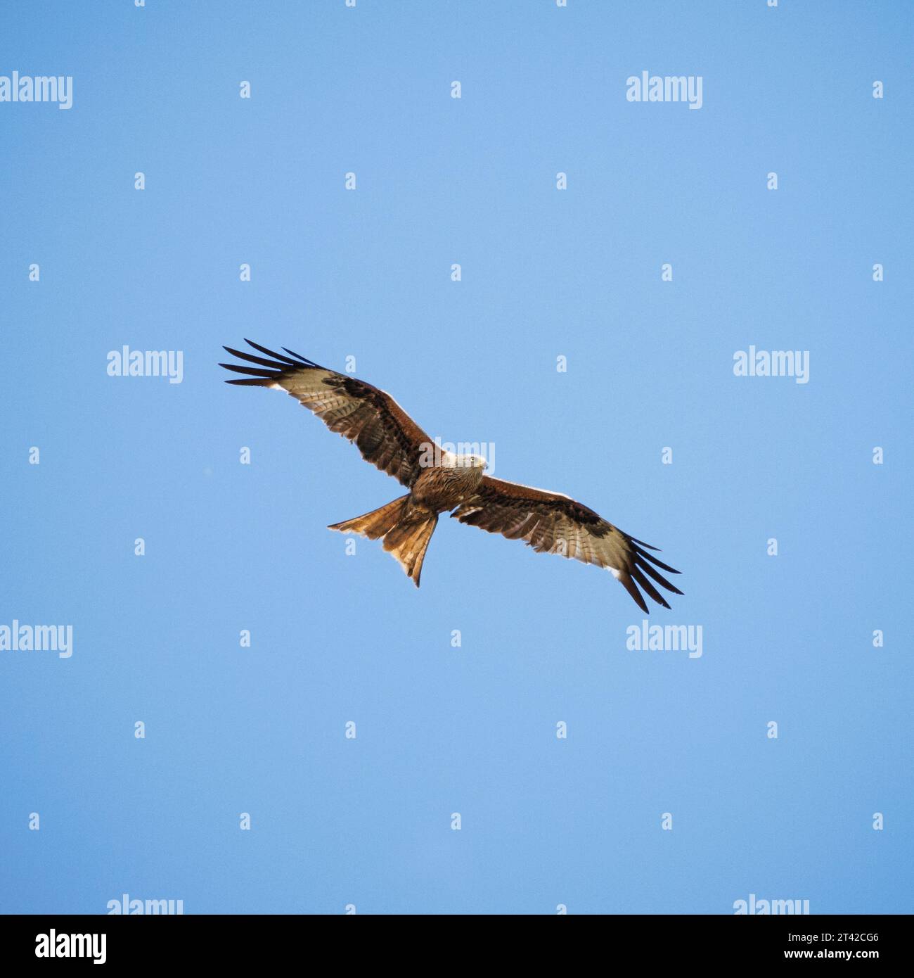 Un solitario aquilone rosso di piumaggio nero e marrone che vola attraverso un cielo blu cristallino Foto Stock