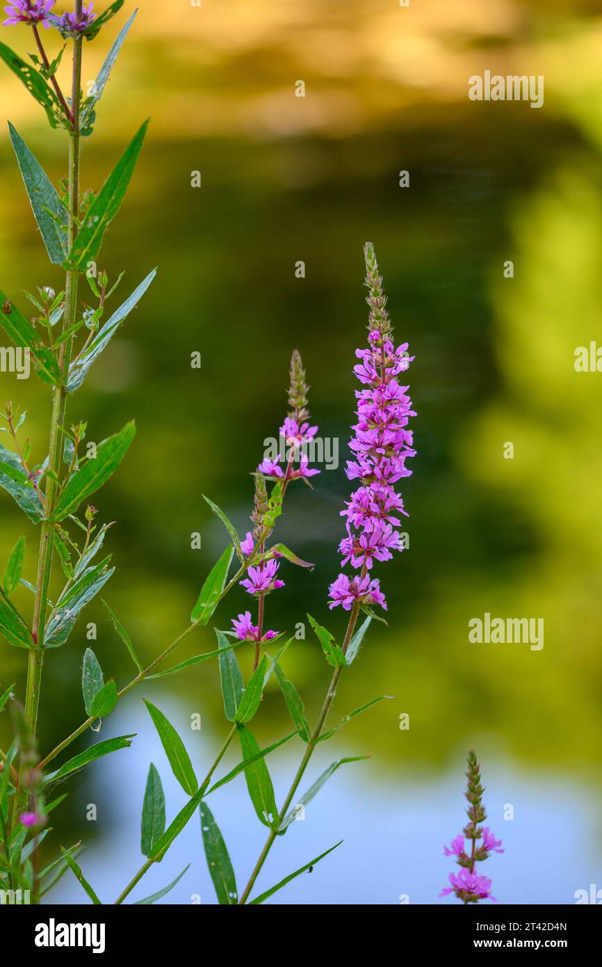 Un'immagine verticale di un fiore viola di un'erba da fuoco selvatica sopra l'acqua, con uno sfondo sfocato. Foto Stock