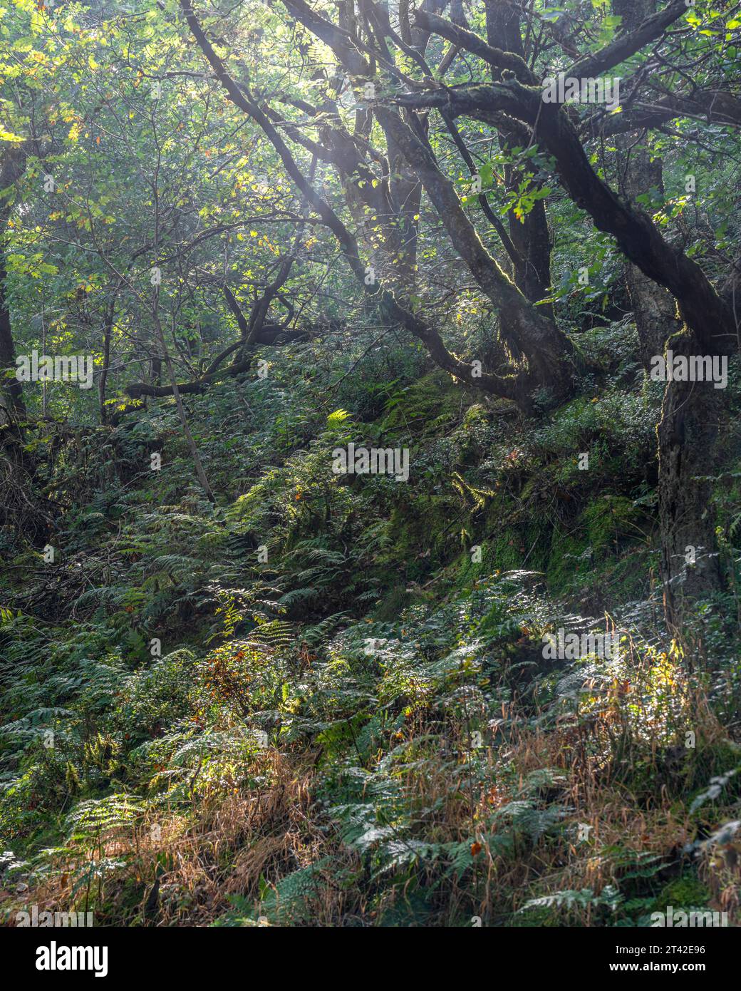 Un sentiero soleggiato circondato da una lussureggiante vegetazione si snoda attraverso una fitta foresta Foto Stock