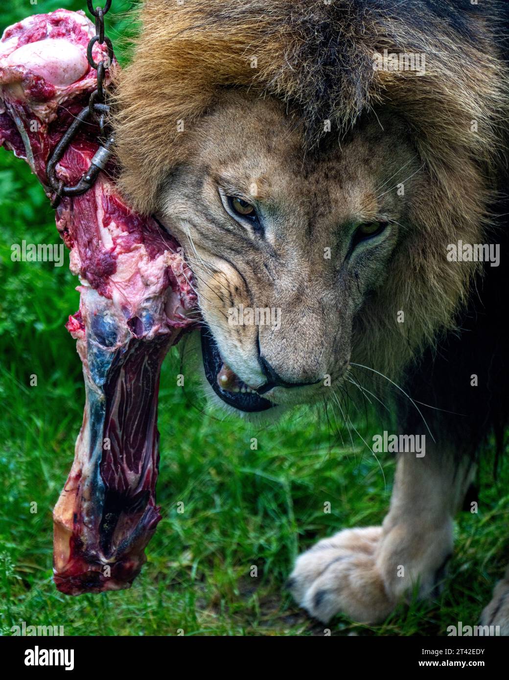 Un potente leone africano che divora una succulenta lastra di carne cruda, fissato a una robusta catena Foto Stock