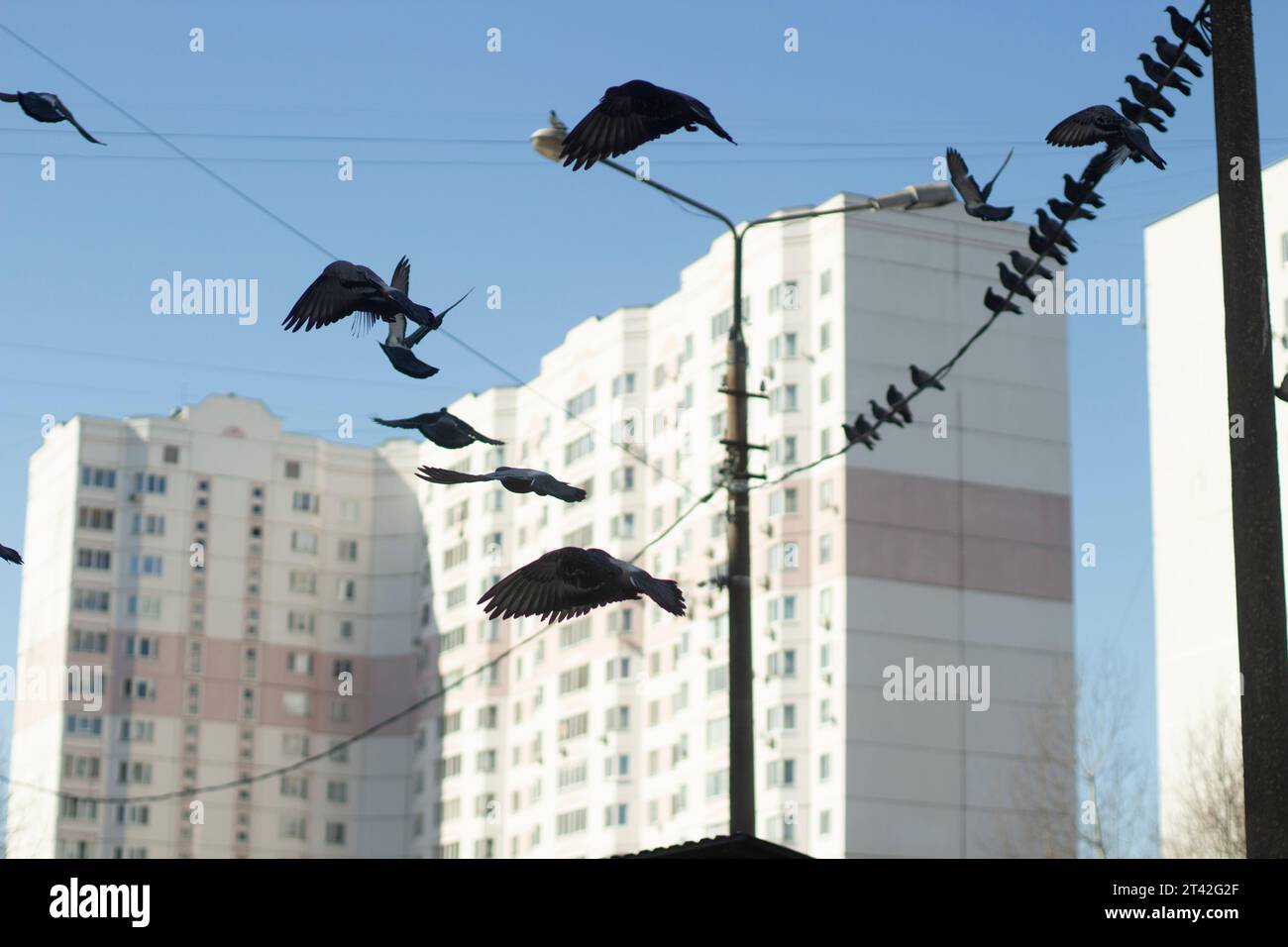 Piccioni in città. Gli uccelli volano sullo sfondo dell'edificio. Piccioni sul filo. Animali urbani. Foto Stock