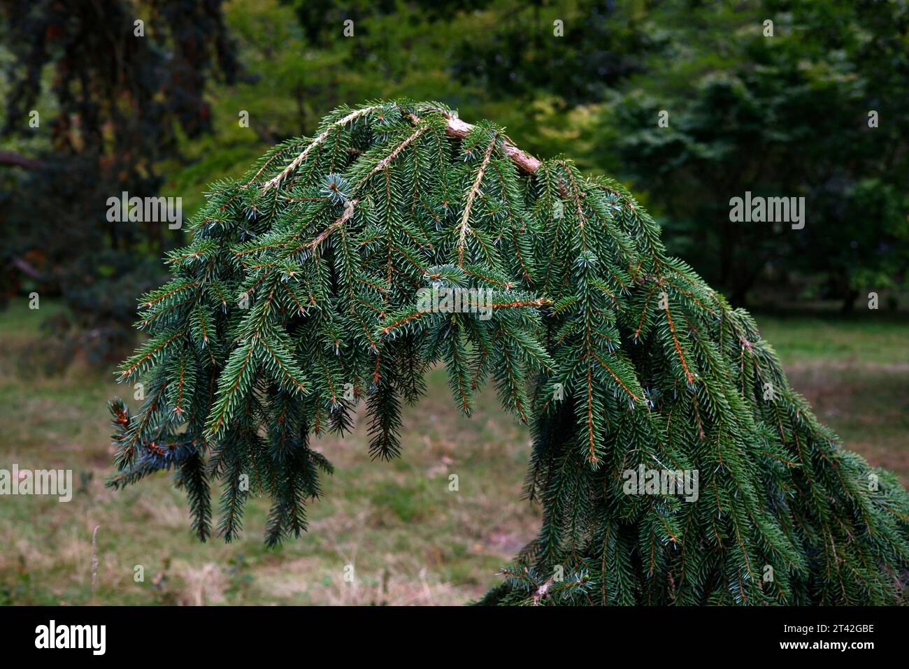 Primo piano del ramo piangente della conifera di abete rosso da giardino Picea omorika Pendula. Foto Stock