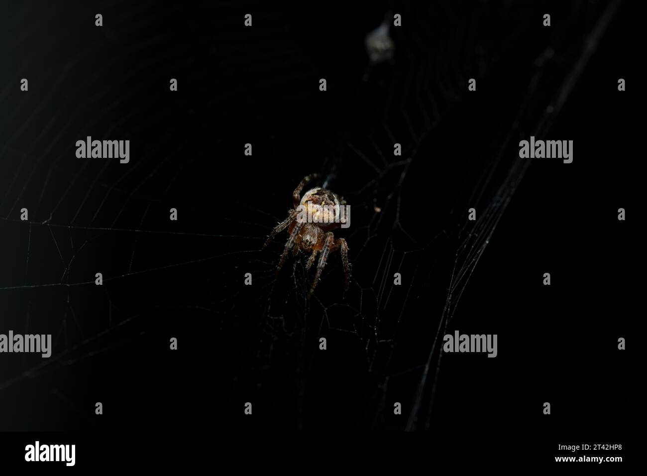 Un piccolo ragno marrone fuzzy su una ragnatela su uno sfondo scuro Foto Stock