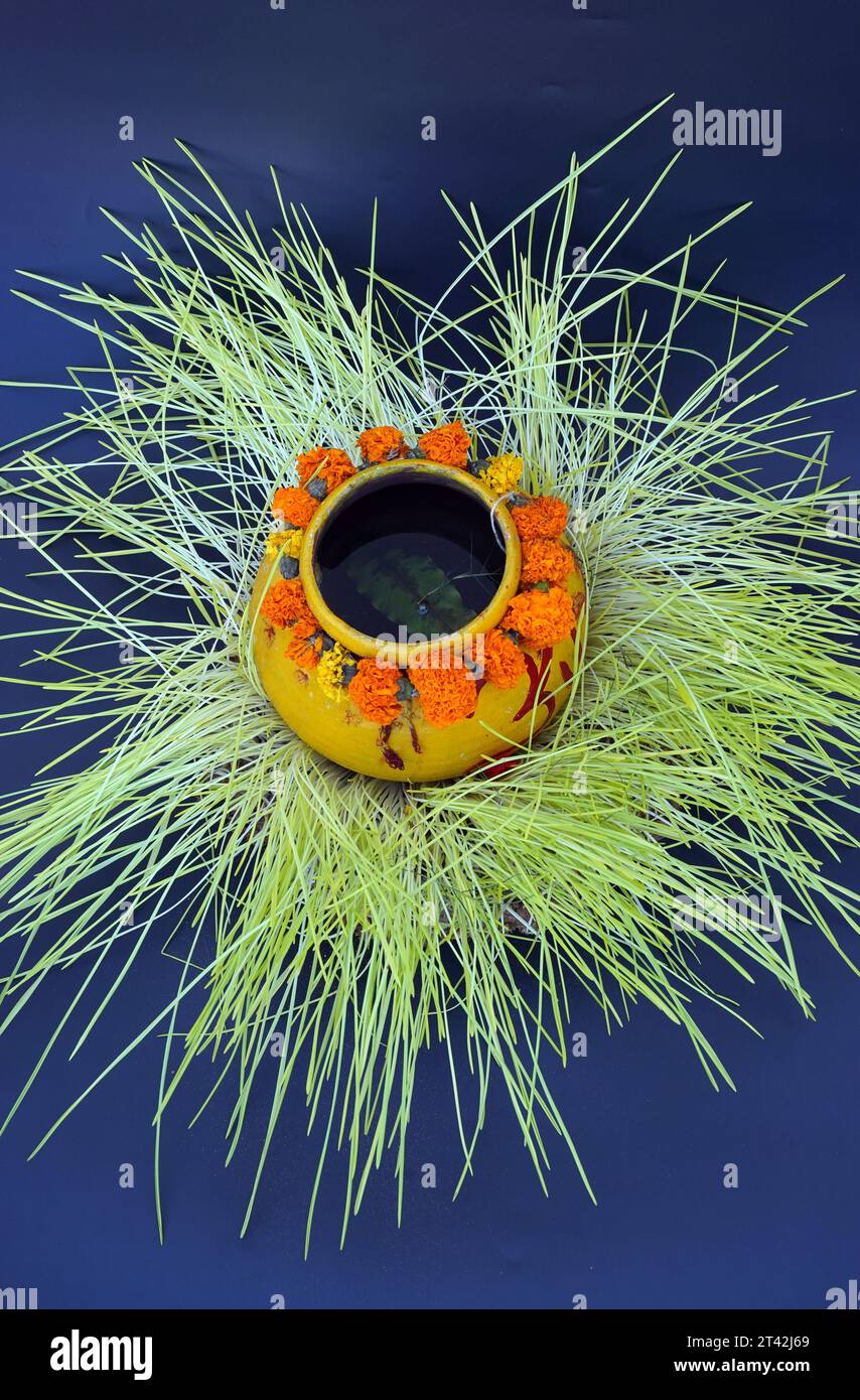 Detox Food Superfood Green Organic Barley Sprout Grass. Tendenza della salute. Erba di frumento verde fresca biologica Foto Stock