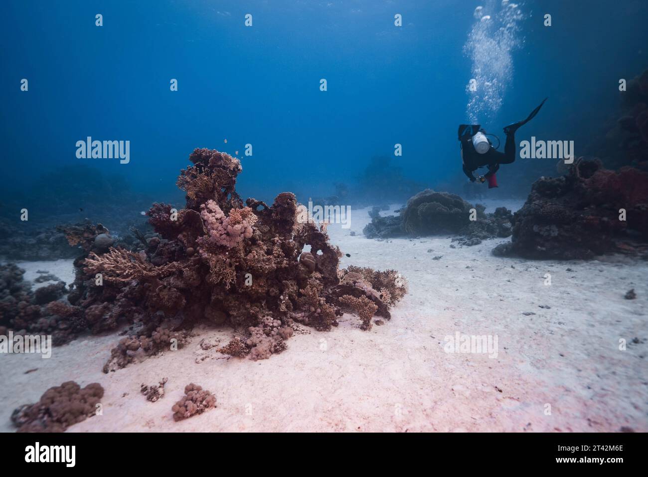 Un subacqueo che esplora le vivaci barriere coralline sotto la superficie delle acque turchesi del mare Foto Stock