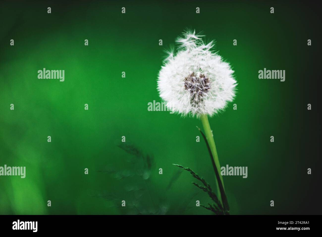 Tarassino bianco, fai un fiore di desiderio, Londra, Inghilterra, primavera Foto Stock