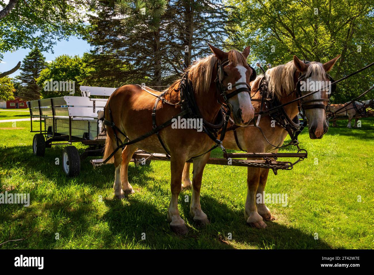 Cavalli da tiro e carro parcheggiati presso l'Olmsted County Historical Center Foto Stock
