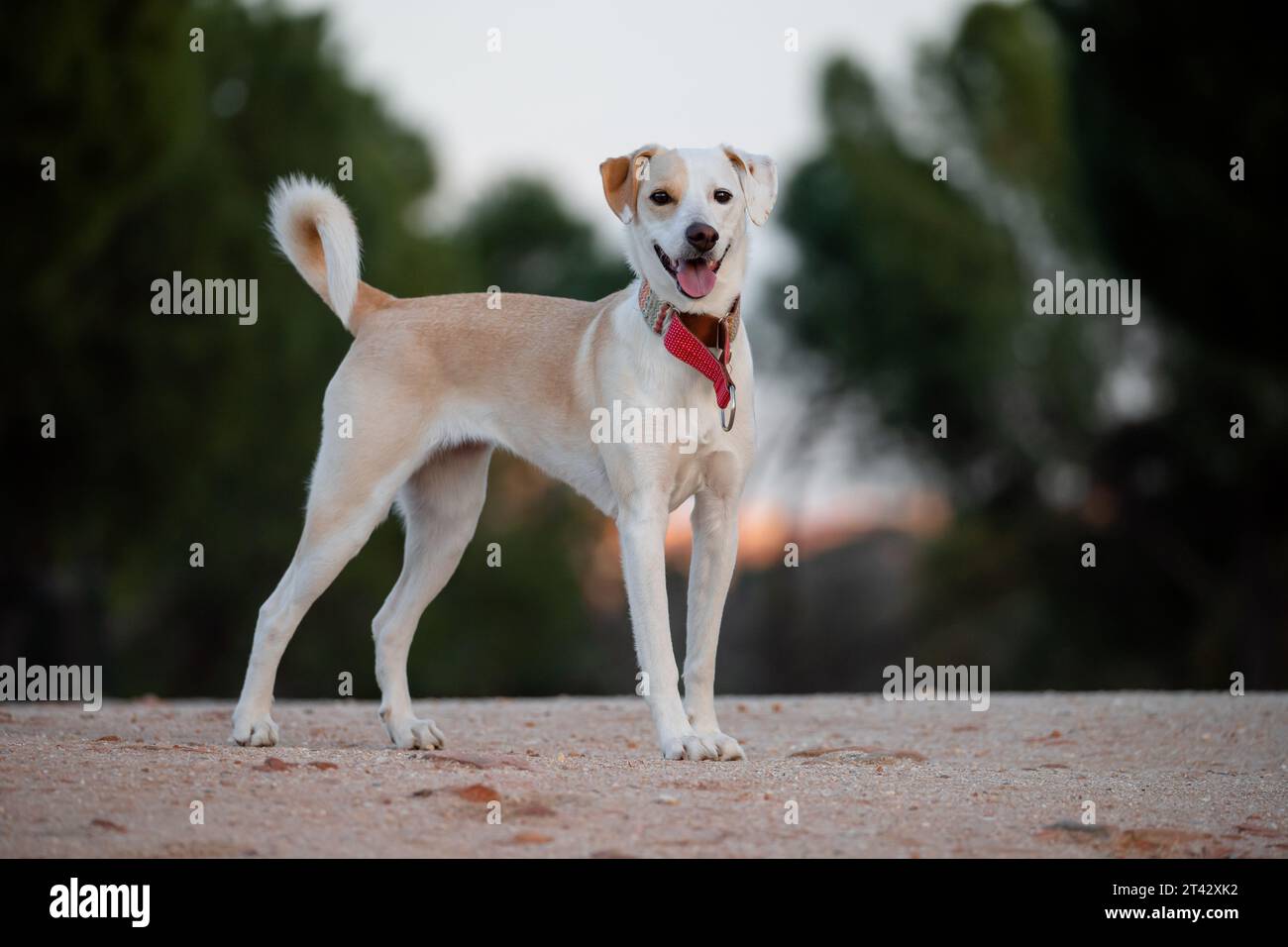 Ritratto completo di un cane adulto di razza mista, in piedi in un parco al tramonto Foto Stock