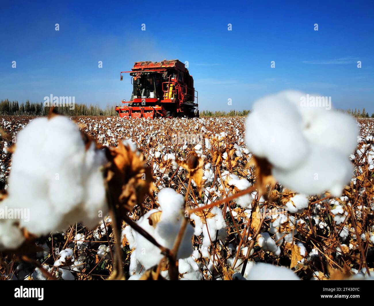 AKESU, CINA - 28 OTTOBRE 2023 - i contadini guidano raccoglitori di cotone che preleva cotone nel villaggio di Qiongkul Aiken, città di Akesu, Xinjiang Uygur au della Cina nord-occidentale Foto Stock