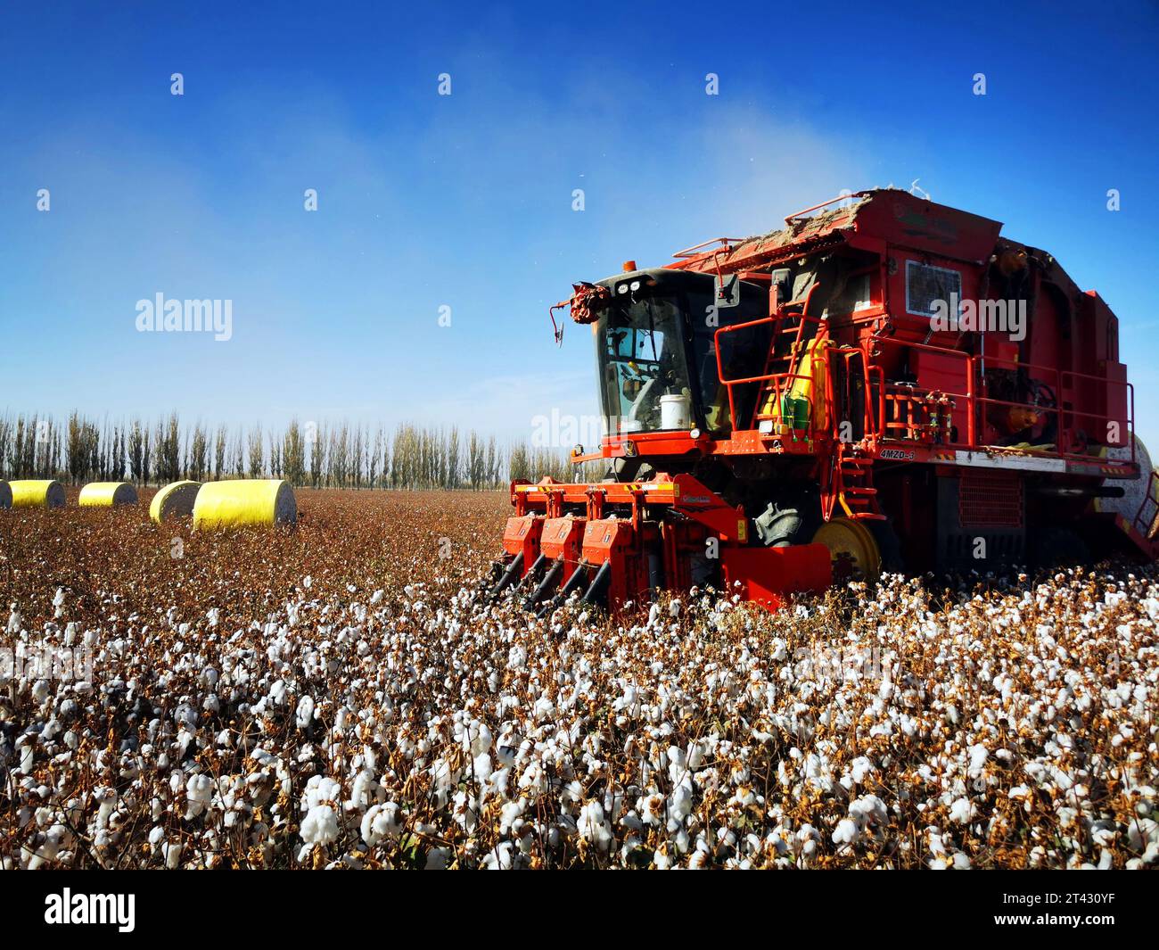 AKESU, CINA - 28 OTTOBRE 2023 - i contadini guidano raccoglitori di cotone che preleva cotone nel villaggio di Qiongkul Aiken, città di Akesu, Xinjiang Uygur au della Cina nord-occidentale Foto Stock