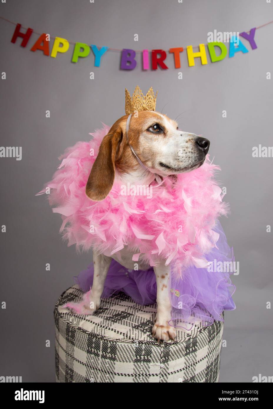 Ritratto di un cane beagle che indossa una corona, tutu e boa di piume seduto su uno sgabello Foto Stock