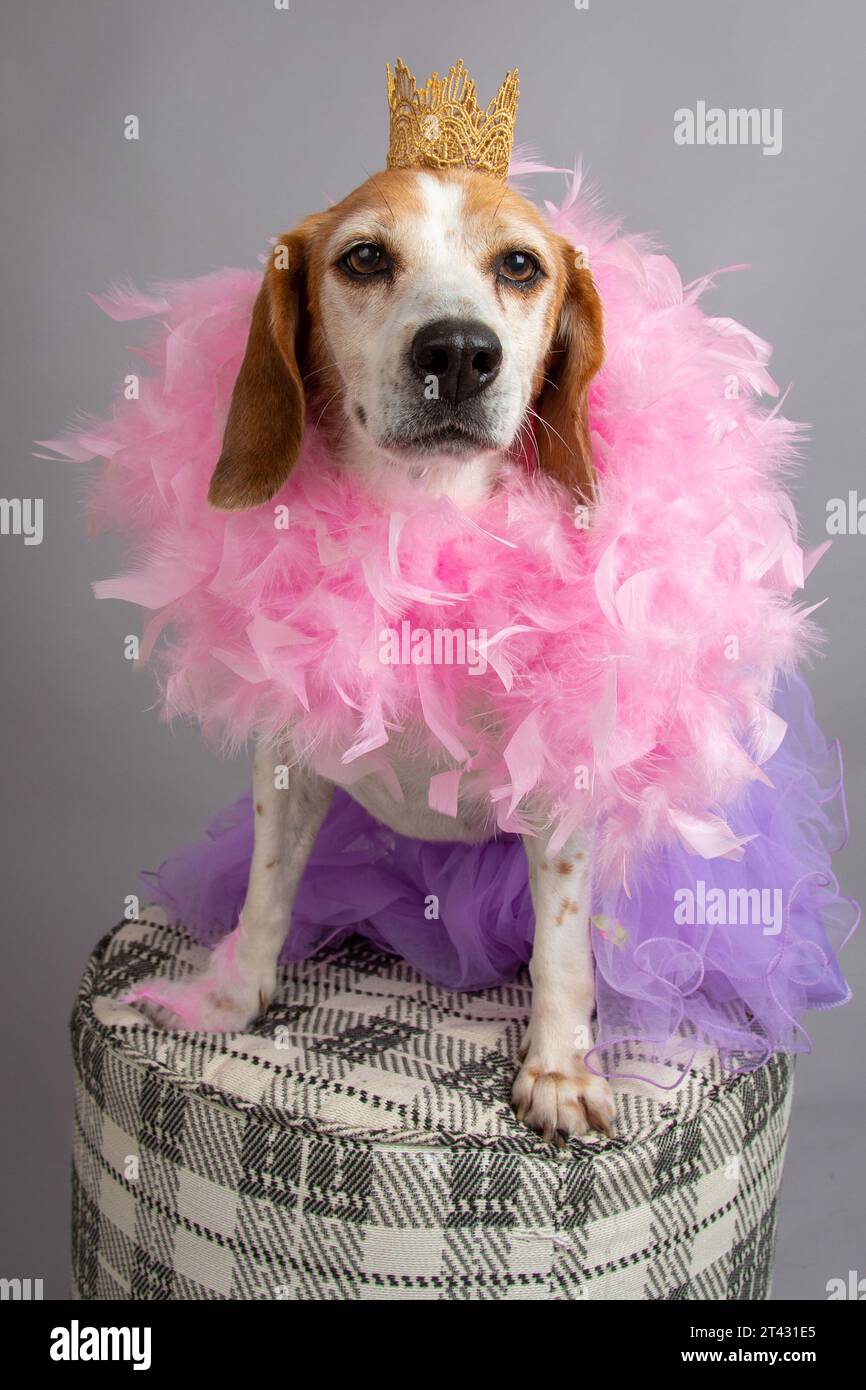 Ritratto di un cane beagle che indossa una corona, tutu e boa di piume seduto su uno sgabello Foto Stock