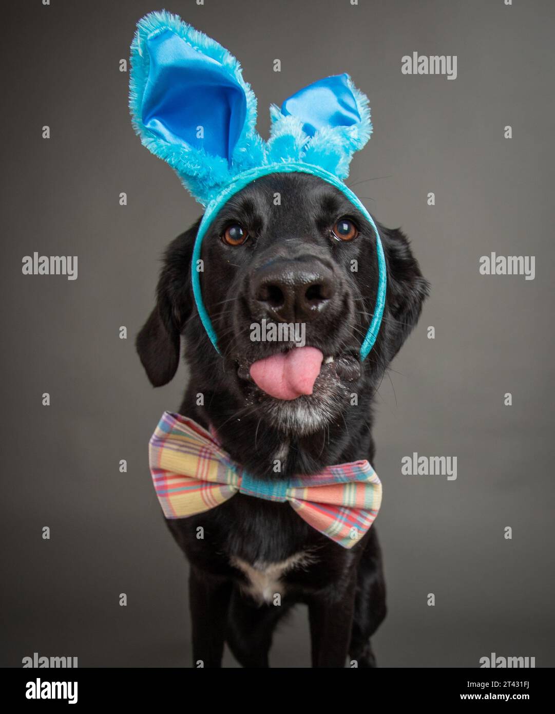 Ritratto di un labrador retriever nero in una fascia e una fascetta di fiocco che fuoriesce dalla lingua Foto Stock