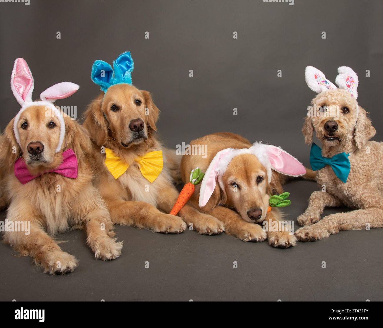 Tre retriever dorati e un labradoodle che giacciono sul pavimento con lacci a fiocco e orecchie di coniglio pasquale Foto Stock
