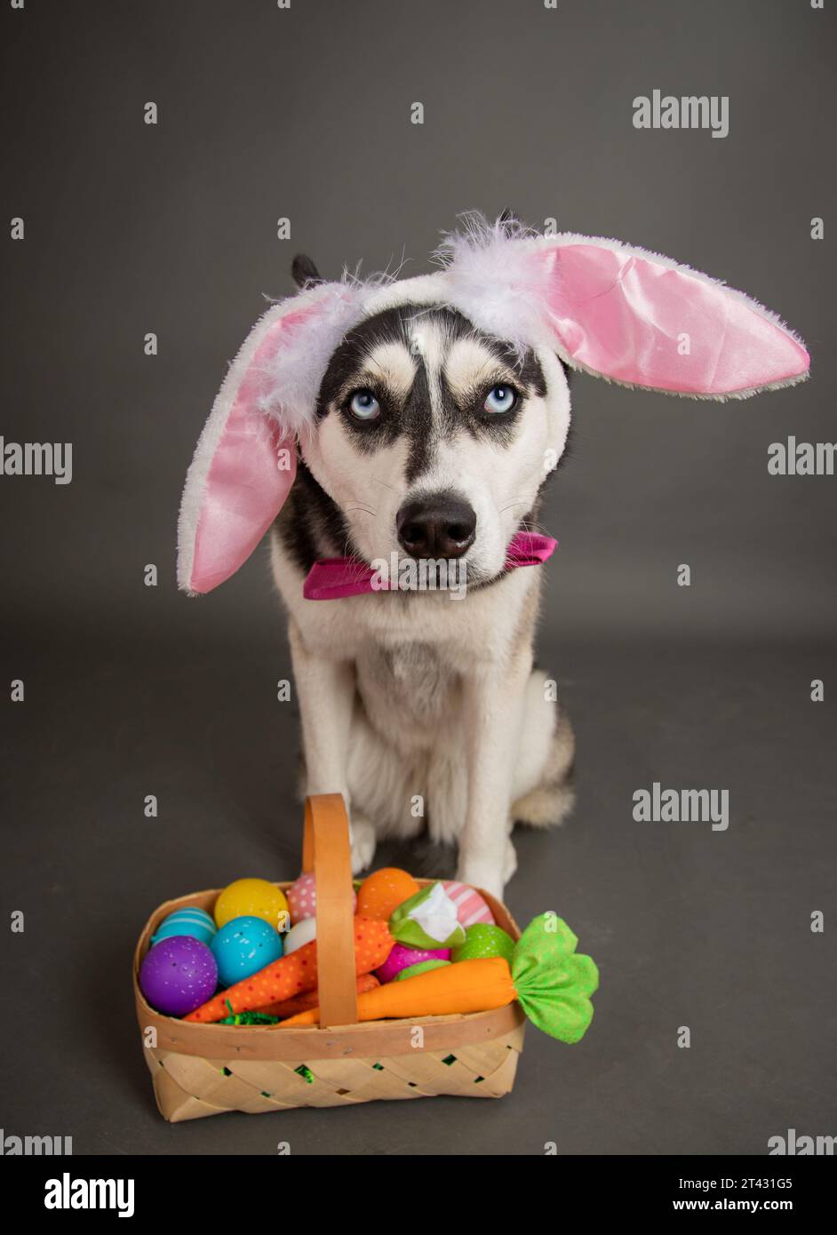 Triste cane husky siberiano con orecchie di coniglio pasquale seduto accanto a un cestino pieno di uova di Pasqua dipinte e carote Foto Stock