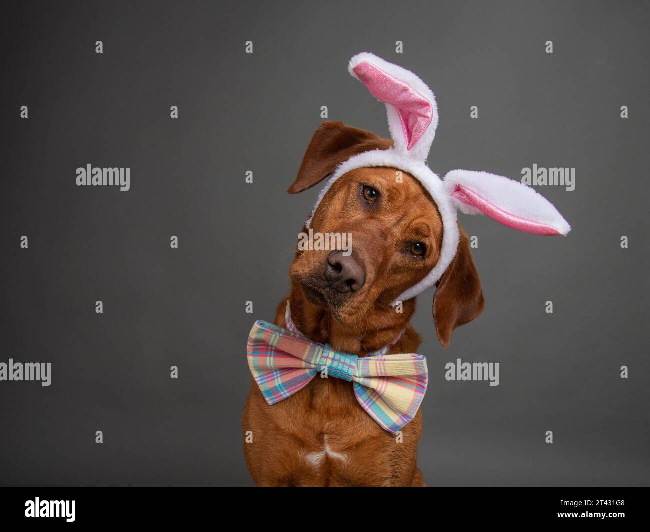 Ritratto di una volpe rossa labrador retriever che indossa orecchie di coniglio pasquale e una cravatta di fiocco Foto Stock