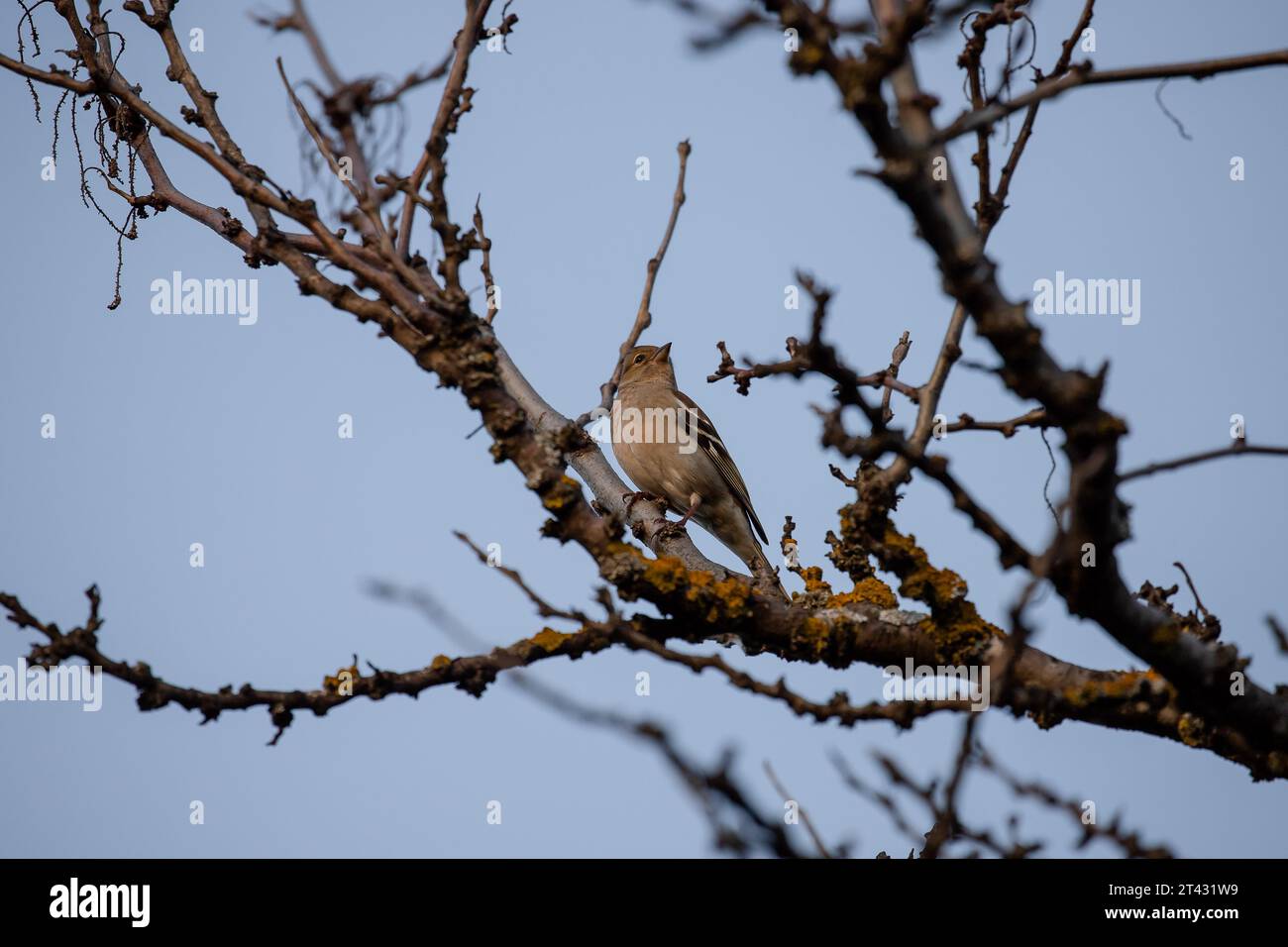 Bellissimo chaffinch femmina comune arroccato su un ramo di albero a Madrid Foto Stock