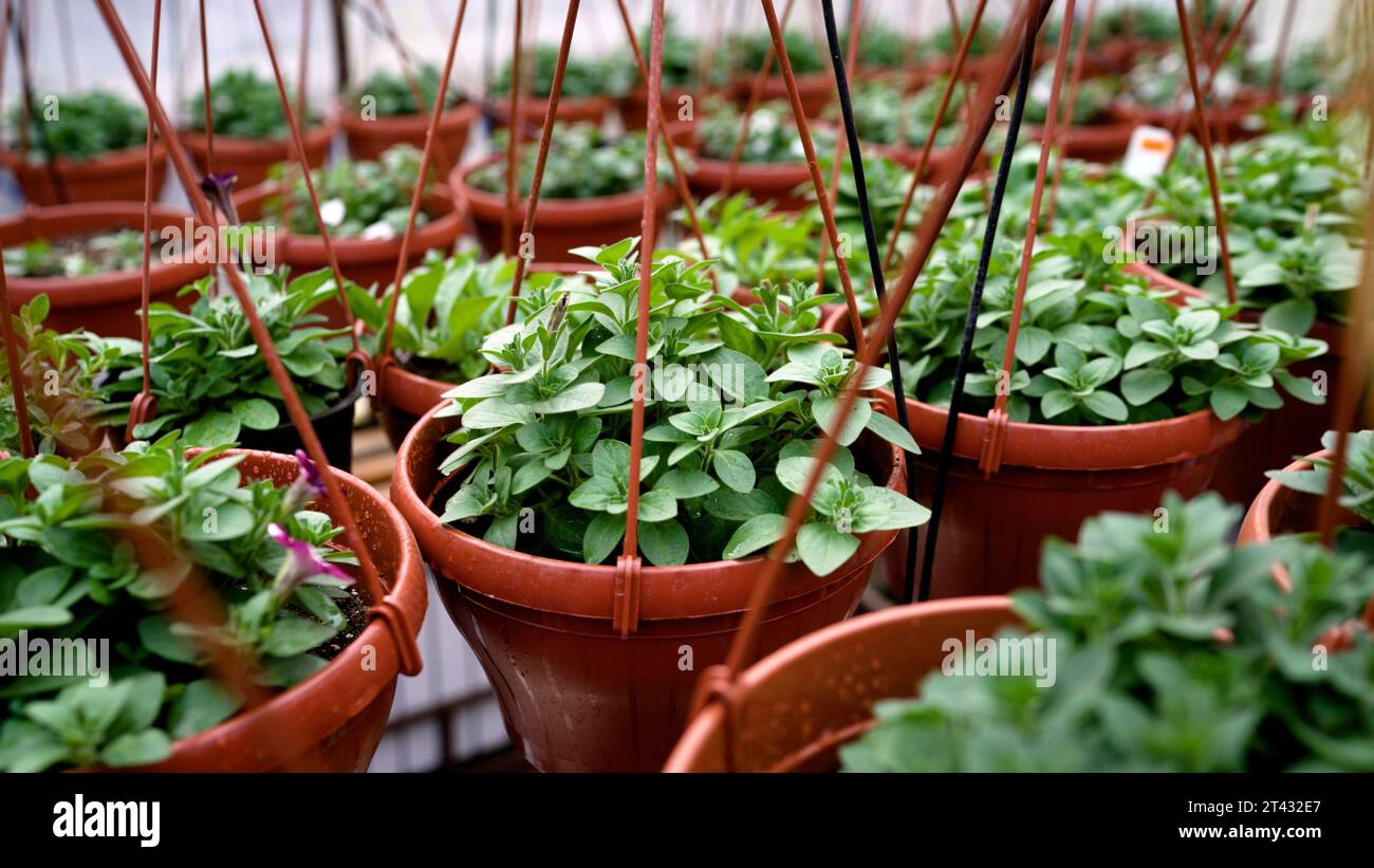 Serra per la coltivazione di piantine vegetali. Piante da fiore in un vivaio di fiori. Petunias in pentole. Fiori in vaso in una serra. Bella fioritura Foto Stock