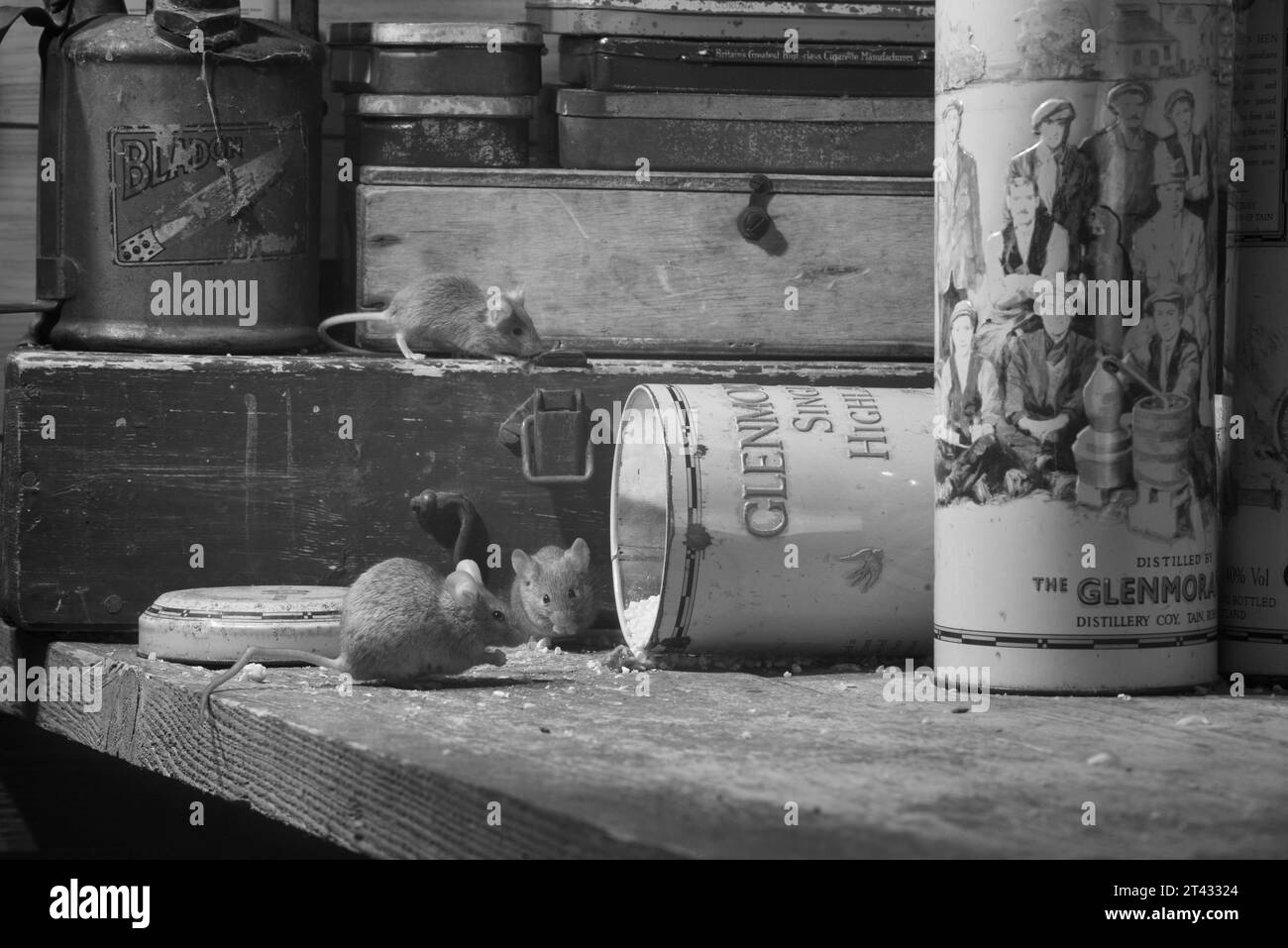 House mouse (Mus musculus), Greater Manchester, Regno Unito. Foto Stock