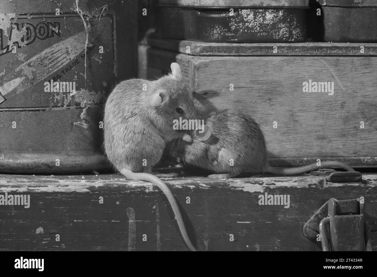 House mouse (Mus musculus), Greater Manchester, Regno Unito. Foto Stock