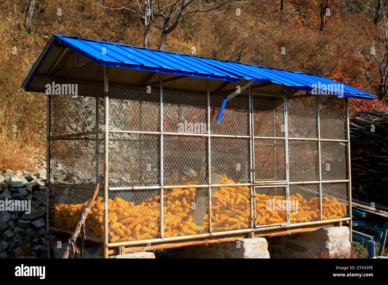 Mais nel fienile di metallo, primo piano della foto Foto Stock
