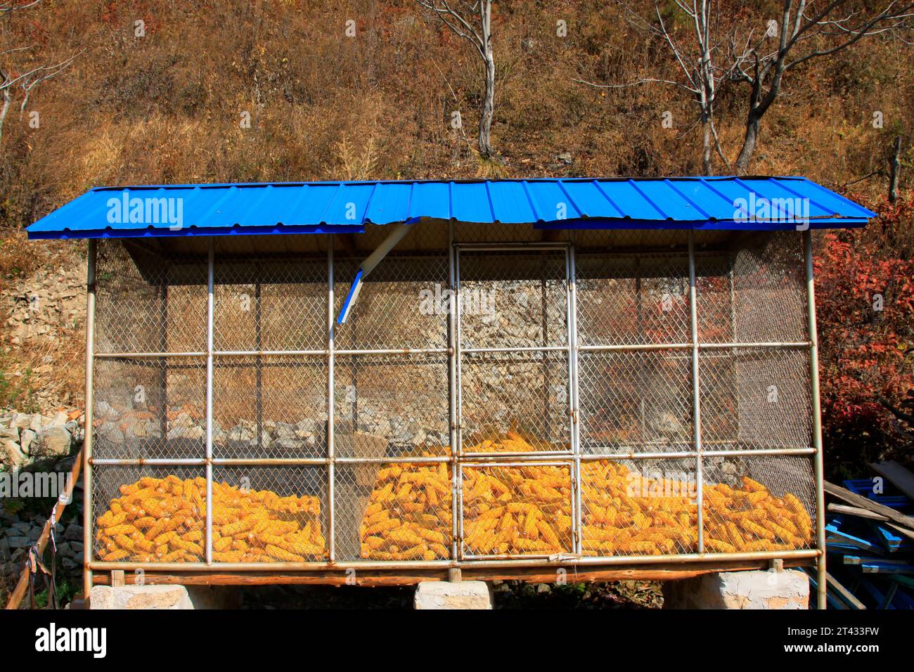 Mais nel fienile di metallo, primo piano della foto Foto Stock
