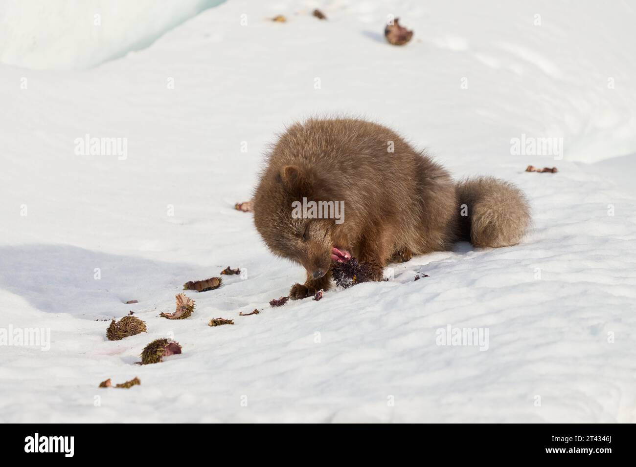 Volpe artica (Vulpes lagopus). Hornstrandir, Islanda. Colore blu nel cappotto invernale. Febbraio 2023. Maschio con riccio di mare forgiato dalla spiaggia. Foto Stock