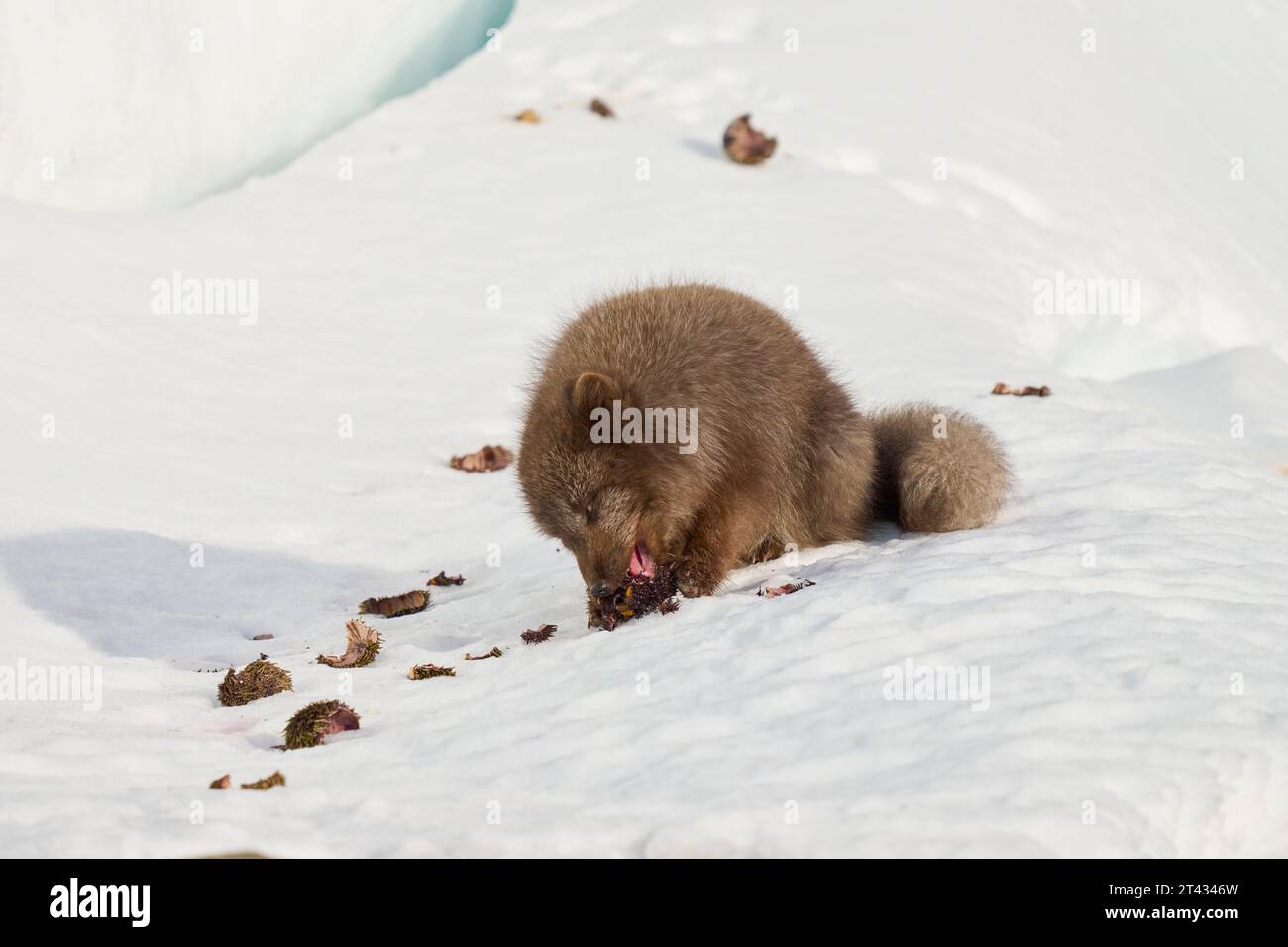 Volpe artica (Vulpes lagopus). Hornstrandir, Islanda. Colore blu nel cappotto invernale. Febbraio 2023. Maschio con riccio di mare forgiato dalla spiaggia. Foto Stock