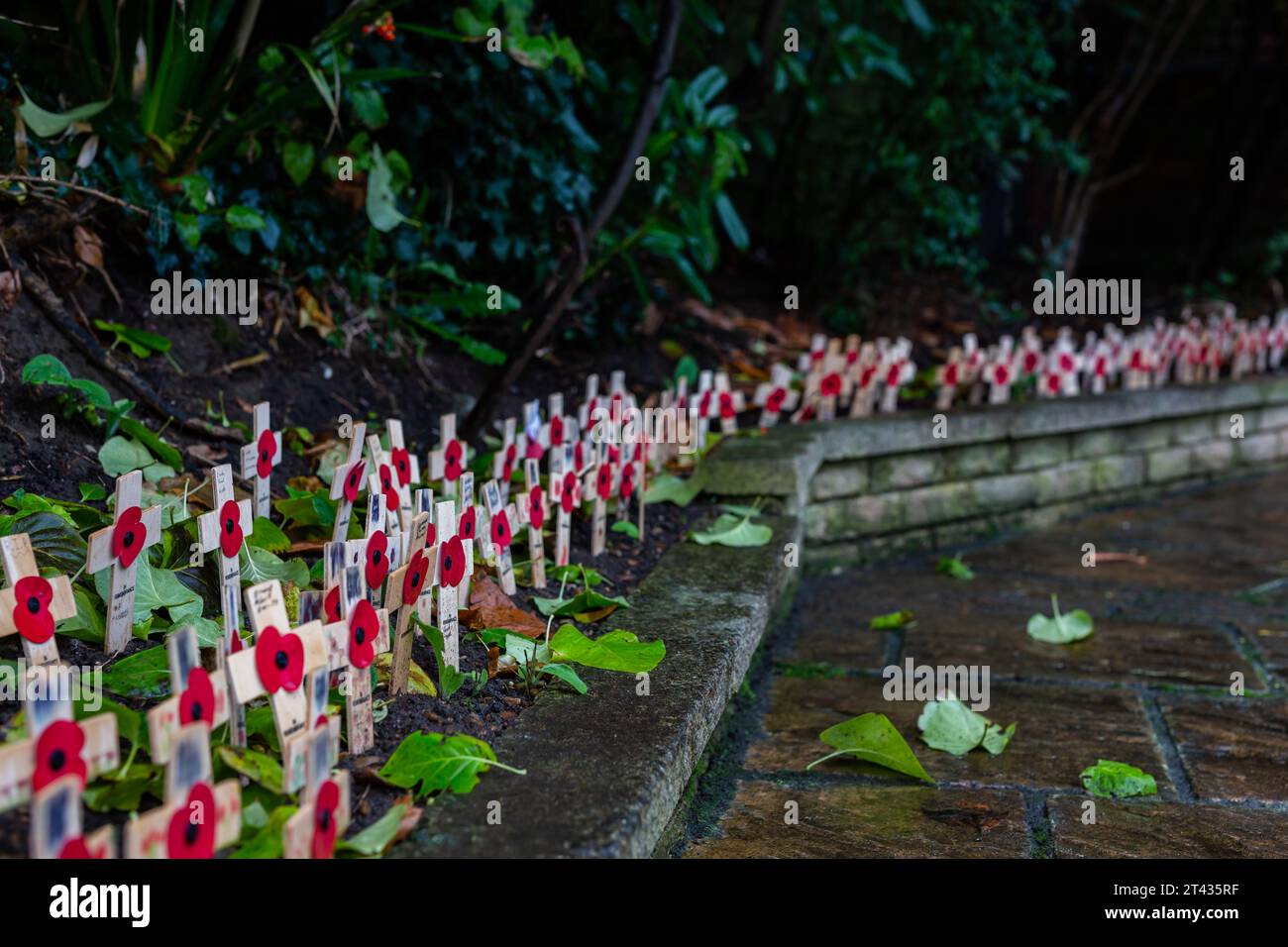 Woodbridge Suffolk Regno Unito novembre 26 2021: Papaveri rossi su piccole croci di legno per ricordare i morti della guerra nel giorno della memoria Foto Stock