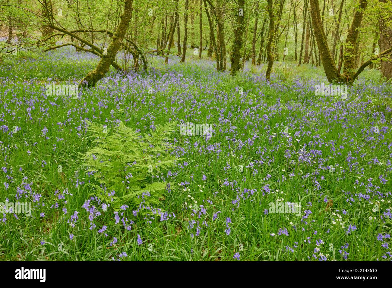 Campanelli (Hyacinthoides non-scripta) e bachi (Stellaria holostea) in boschi di quercia. Carstramon Wood, Dumfries e Galloway Foto Stock