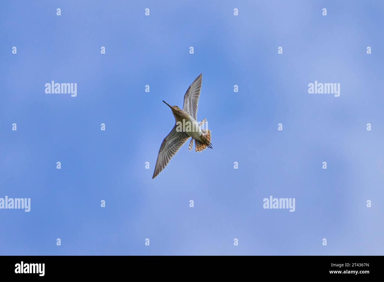 Snipe comune (Gallinago gallinago), Akranes, Islanda. Giugno 2023. Volo di visualizzazione “Drumming”. Foto Stock