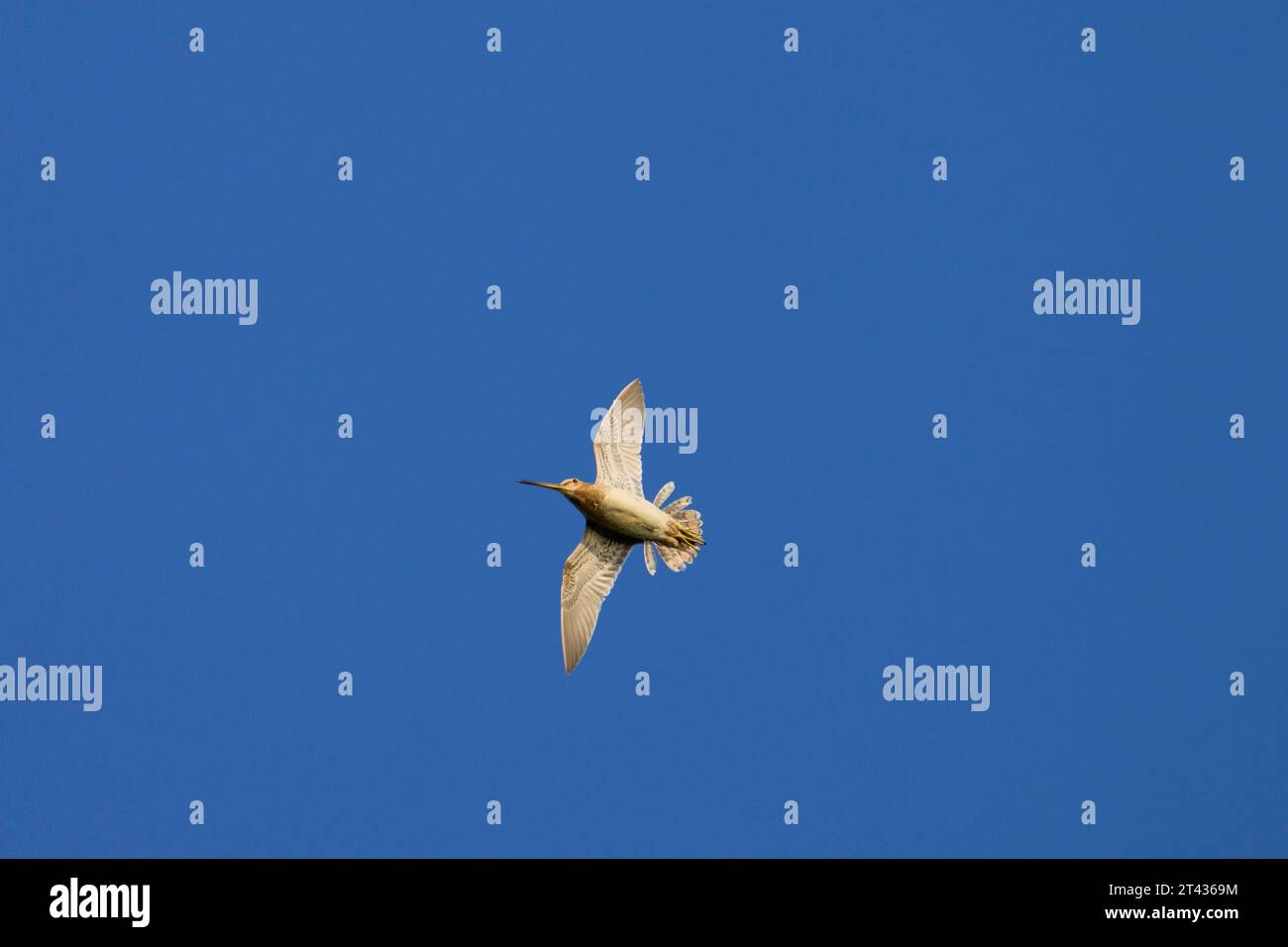 Snipe comune (Gallinago gallinago), Akranes, Islanda. Giugno 2023. Volo di visualizzazione “Drumming”. Foto Stock
