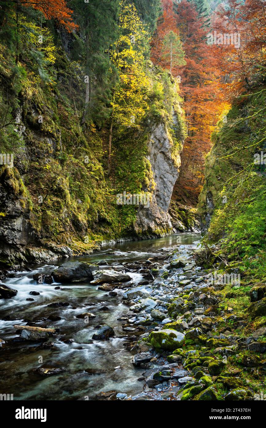 Fiume Breitach nel canyon Breitachklamm in autunno. Alberi colorati. Oberstdorf, Allgäu, Baviera, Germania. Foto Stock